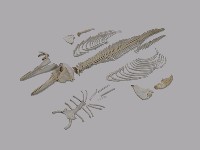 藏品(條紋海豚)的圖片